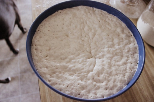 What dough should look like after rising 